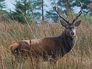 Red Deer on Jura