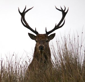 thumb-13 Point Cromie Stag